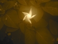 sepia-photo-datura-closed