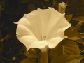 sepia-photo-datura-open