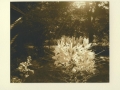 IRENA MARTENS                                                               Pigment Print :Boxed Portfolio%22Thornwillow Gardens %22 1