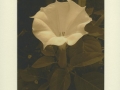 IRENA MARTENS                                                           Pigment Print:Boxed Portfolio%22Thornwillow Gardens%22 3